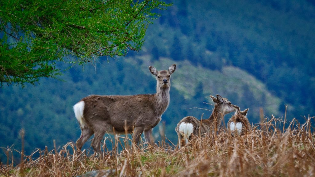 deer in the wicklow uplands